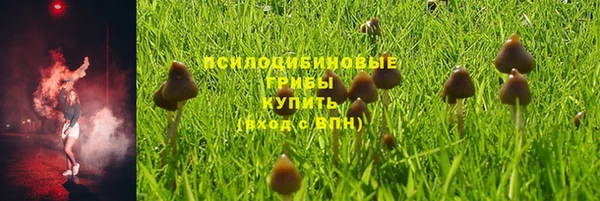 прущие грибы Баксан